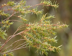 Empleurum unicapsulare