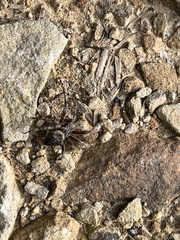 Araneus saevus