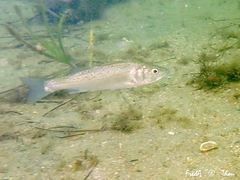 Dicentrarchus labrax