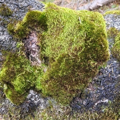 Paraleucobryum longifolium