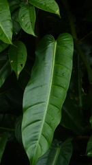Philodendron ligulatum