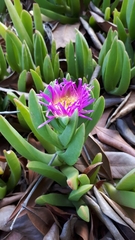 Carpobrotus chilensis