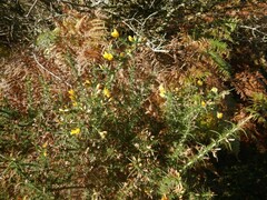 Ulex gallii