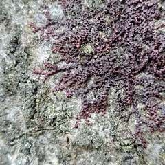 Frullania dilatata