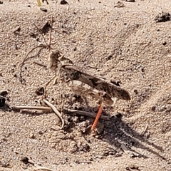 Spharagemon cristatum