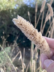 Phalaris aquatica