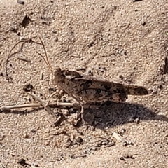 Spharagemon cristatum