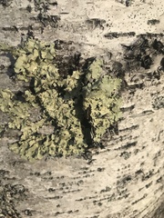 Phaeophyscia rubropulchra