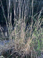 Phalaris aquatica