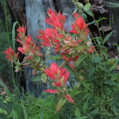Castilleja nelsonii