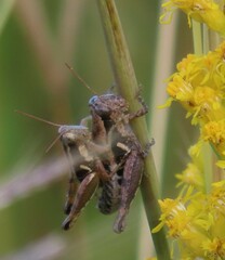 Paraidemona