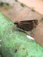 Pelopidas conjuncta