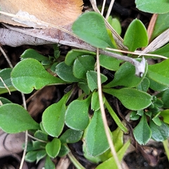 Globularia cordifolia