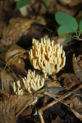 Phaeoclavulina flaccida