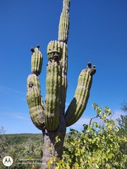 Pachycereus pringlei