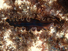 Pseudobiceros hancockanus