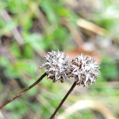 Globularia cordifolia