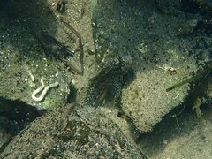 Hypsoblennius gentilis