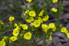 Hibbertia prostrata