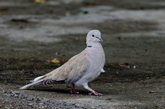 Streptopelia decaocto
