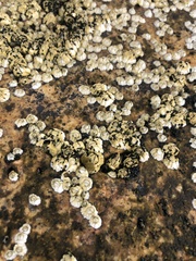 Semibalanus balanoides