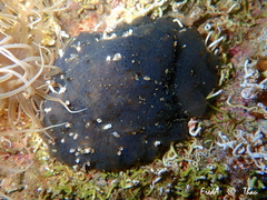 Distaplia bermudensis
