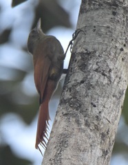 Sittasomus griseicapillus