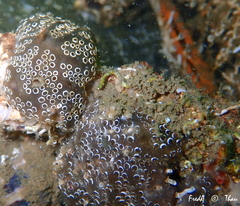 Distaplia bermudensis