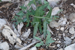 Passiflora tenuiloba