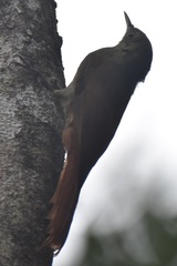 Sittasomus griseicapillus