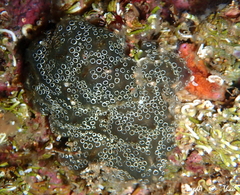 Distaplia bermudensis