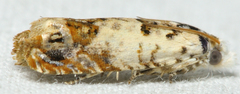 Eucosma ornatula