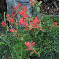 Castilleja nelsonii