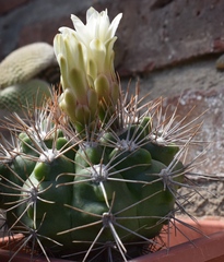 Echinopsis bridgesii
