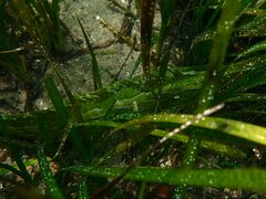 Heterostichus rostratus