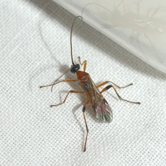Aleiodes parasiticus