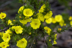 Hibbertia prostrata