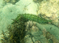 Heterostichus rostratus