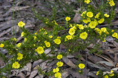 Hibbertia prostrata