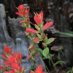 Castilleja nelsonii
