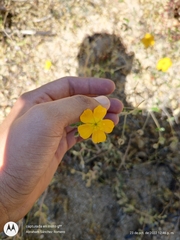 Kallstroemia peninsularis