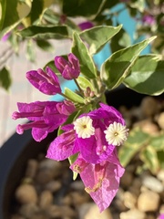 Bougainvillea