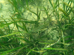 Heterostichus rostratus