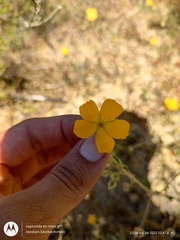 Kallstroemia peninsularis
