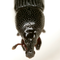 Cossonus