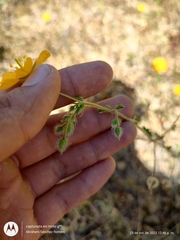 Kallstroemia peninsularis