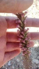 Liatris