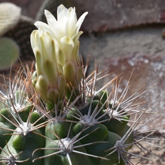Echinopsis bridgesii