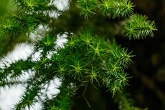 Phlegmariurus mandiocanus