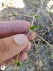 Kallstroemia peninsularis